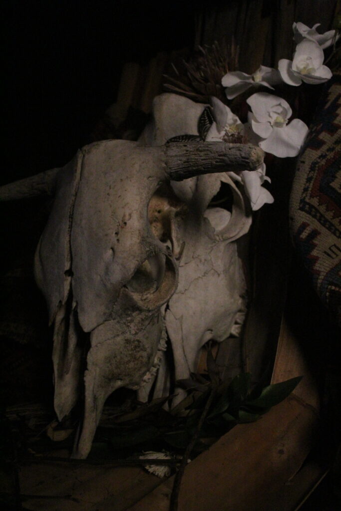 cow skulls and dried flowers on carpets
