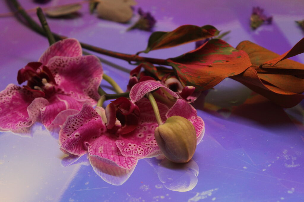 flowers on reflective paper